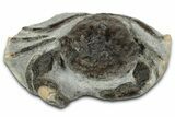 Eocene Fossil Crab (Pulalius) - Washington State #345517-1
